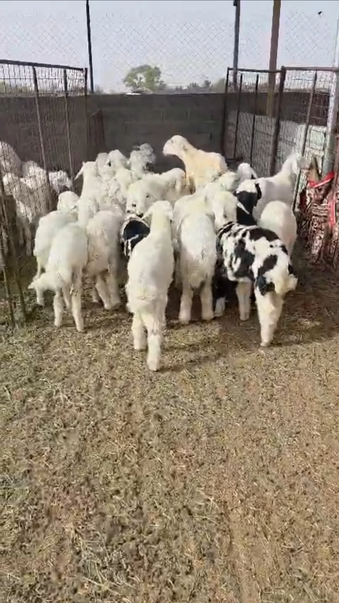 طليان ورخال حريه للبيع