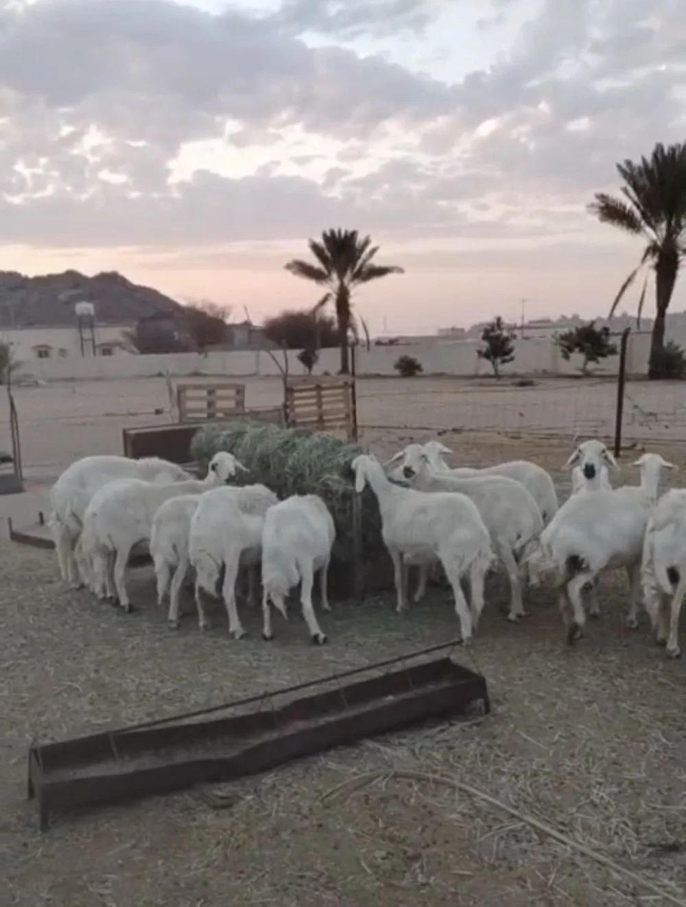 غنم شهران