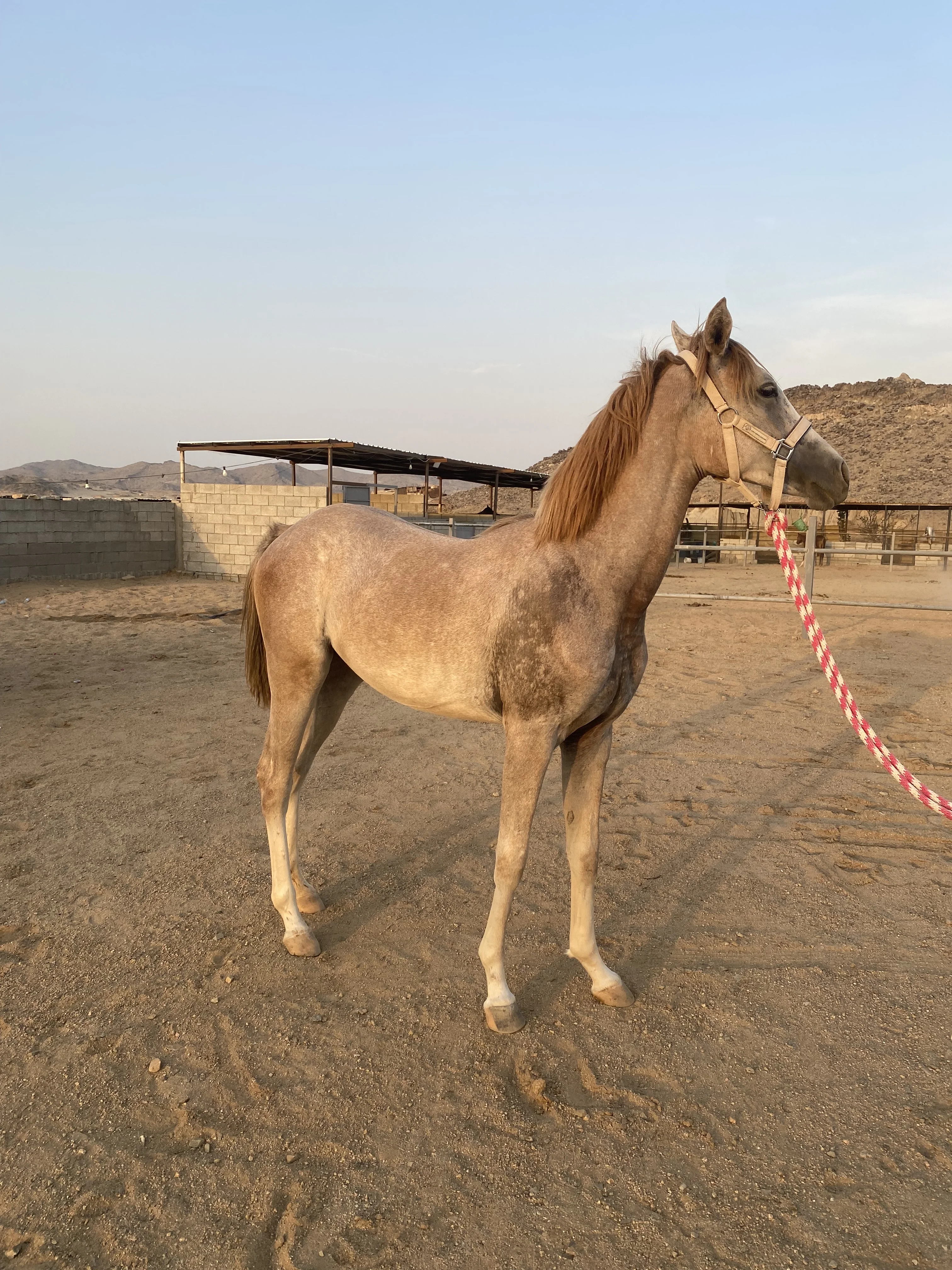خيل