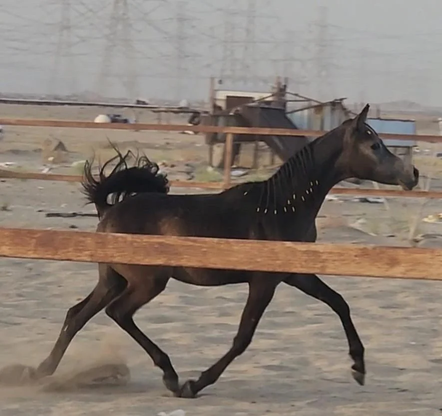 فرس