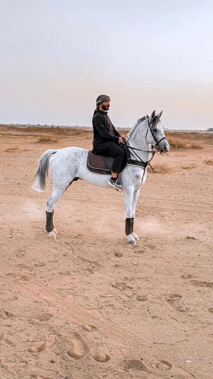 حصان جزيري ورق