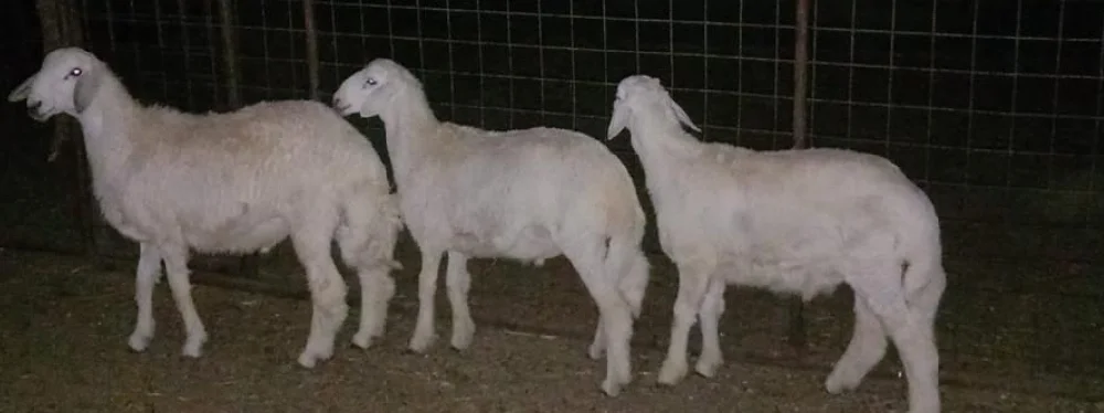 طليان حريه للبيع